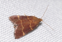 Hypsopygia rubidalis