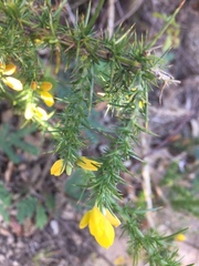 Ulex minor