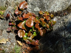 Galax urceolata
