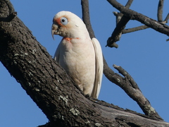 Cacatua tenuirostris