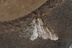 Tephronia sepiaria