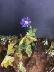 Erodium crinitum