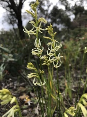 Tripterococcus brunonis