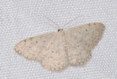 Scopula marginepunctata