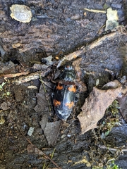 Nicrophorus nepalensis