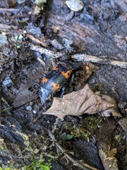 Nicrophorus nepalensis