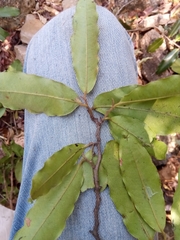 Diospyros