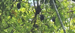 Pteropus alecto