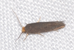 Cephimallota crassiflavella