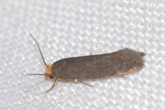 Cephimallota crassiflavella