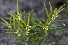 Notelaea linearis