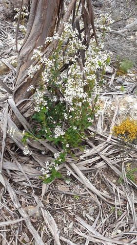 Image of Oval-Leaf Logania (Logania ovata) by (c) Rosalie Lawrence, some rights reserved (CC BY)
