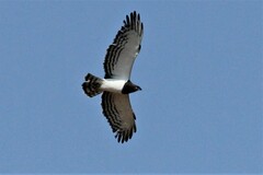 Circaetus pectoralis