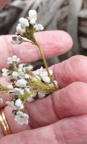 Image of Logania ovata by (c) Rosalie Lawrence, some rights reserved (CC BY)