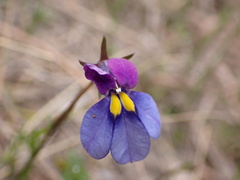 Monopsis decipiens