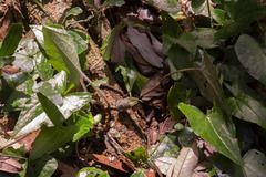 Asarum caudigerum