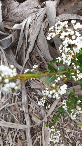 Image of Oval-Leaf Logania (Logania ovata) by (c) Rosalie Lawrence, some rights reserved (CC BY)