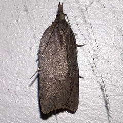 Planotortrix