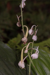 Calanthe aristulifera