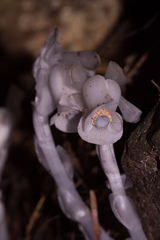 Monotropastrum humile