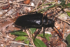 Prionus coriarius