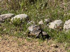 Stigmochelys pardalis