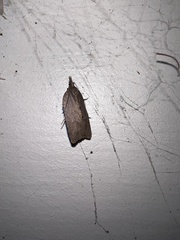 Planotortrix