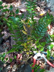 Sapindaceae