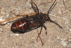 Prionus coriarius