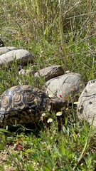 Stigmochelys pardalis