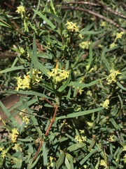 Pimelea hewardiana