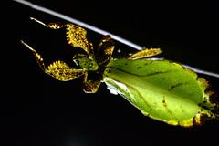 Phyllium philippinicum