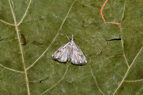 Chequered Grass-veneer