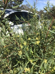Pimelea hewardiana