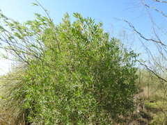 Baccharis dracunculifolia