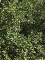 Pimelea hewardiana