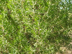 Baccharis dracunculifolia