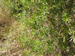 Baccharis dracunculifolia