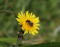 Megachile