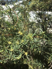 Pimelea hewardiana