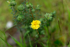 Hibbertia crinita