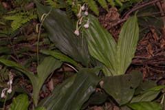 Calanthe aristulifera