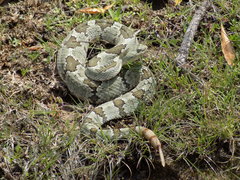 Crotalus aquilus