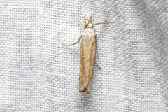 Culladia cuneiferellus