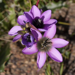 Ixia versicolor