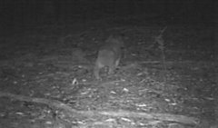 Phascolarctos cinereus victor