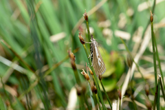 Catoptria petrificella