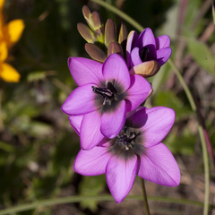 Ixia versicolor