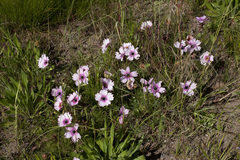 Monsonia speciosa