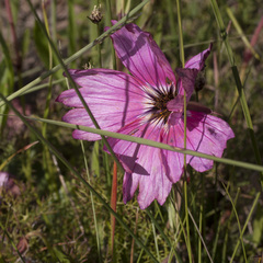 Monsonia speciosa